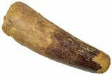 Fossil Spinosaurus Tooth - Feeding Worn Tip #316817-1